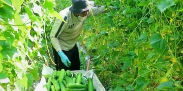 Manfaatkan Lahan Nganggur, Upaya Petani dan Kontribusi Pupuk Indonesia Wujudkan Asa Swasembada Pangan
