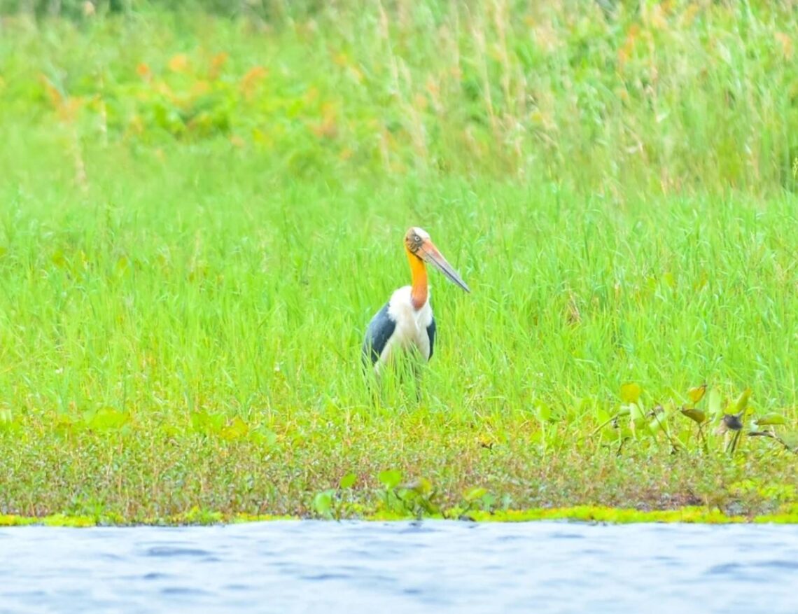 Bangau Jawa Langka Muncul Kembali di Taman Nasional U Minh Thuong