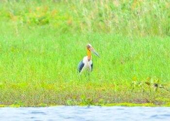 Bangau Jawa Langka Muncul Kembali di Taman Nasional U Minh Thuong