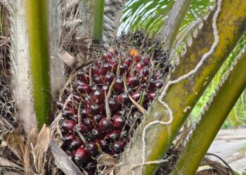 Harga TBS Sawit Riau Naik, Plasma Sentuh Rp3.543 dan Swadaya Rp3.487/Kg