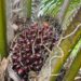 Harga TBS Sawit Riau Naik, Plasma Sentuh Rp3.543 dan Swadaya Rp3.487/Kg