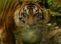 Berikut Hasil Identifikasi BKSDA Riau soal Kemunculan Harimau Sumatera di Kawasan TN Zamrud Siak