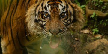 Berikut Hasil Identifikasi BKSDA Riau soal Kemunculan Harimau Sumatera di Kawasan TN Zamrud Siak