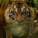 Berikut Hasil Identifikasi BKSDA Riau soal Kemunculan Harimau Sumatera di Kawasan TN Zamrud Siak