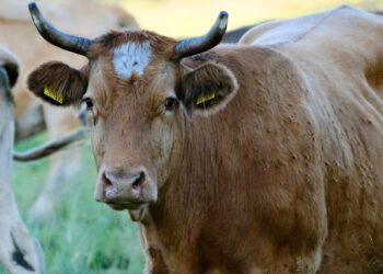 Peternak Sapi di Riau Belum Bebas dari Jeratan Penyakit Mulut dan Kuku