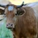 Peternak Sapi di Riau Belum Bebas dari Jeratan Penyakit Mulut dan Kuku