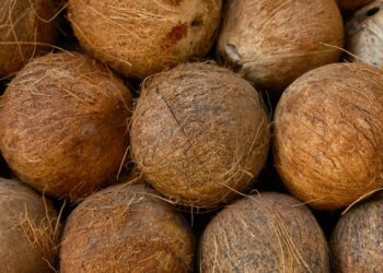 Belum Ada Rencana Moratorium, Harga Kelapa Masih Bagus, Biarlah Petani Menikmati Hasilnya