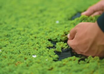 Peluang Usaha Budidaya Rumput Azolla, Solusi Pakan Alternatif Bagi Para Peternak