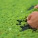 Peluang Usaha Budidaya Rumput Azolla, Solusi Pakan Alternatif Bagi Para Peternak