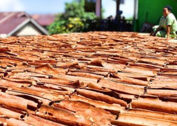 85% Kuasai Pasar Dunia, Kayu Manis Ternyata Simpan Potensi Ekonomi “Raksana”
