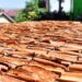 85% Kuasai Pasar Dunia, Kayu Manis Ternyata Simpan Potensi Ekonomi “Raksana”