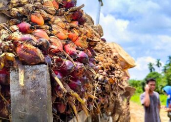 Harga CPO Menguat dan Pasar Bereaksi Terhadap Isu Kenaikan Bea Ekspor Indonesia serta Penurunan Stok
