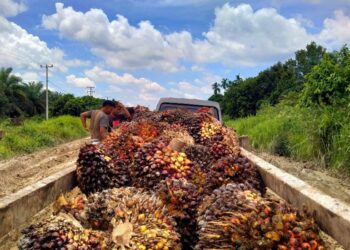 Sentimen B50 Indonesia Bikin Harga CPO Malaysia Turun