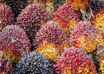 Harga CPO Menguat Ikuti Kenaikan Minyak Kedelai