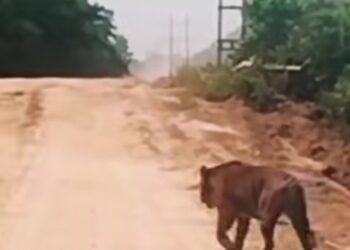 Harimau Sumatera Jumbo Muncul di Jalur WIP Zamrud Siak, Pengendara Diminta Waspada