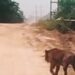 Harimau Sumatera Jumbo Muncul di Jalur WIP Zamrud Siak, Pengendara Diminta Waspada