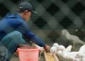 Santri Ini Berhasil Kembangkan Usaha Budidaya Entok Jumbo hanya dengan Memanfaatkan Limbah Nasi