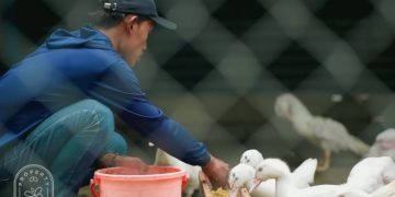Santri Ini Berhasil Kembangkan Usaha Budidaya Entok Jumbo hanya dengan Memanfaatkan Limbah Nasi
