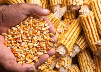 Produksi Jagung Nasional 2025 Melonjak hingga 16 Juta Ton Lebih