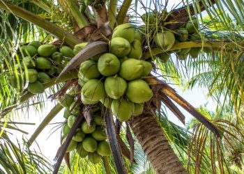 Produksi Kelapa Riau 2025 Diperkirakan Capai 415 Ribu Ton