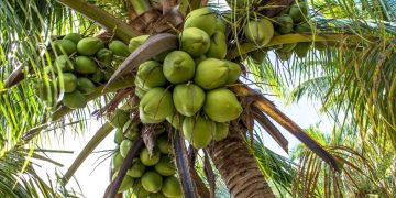 Produksi Kelapa Riau 2025 Diperkirakan Capai 415 Ribu Ton