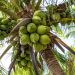 Produksi Kelapa Riau 2025 Diperkirakan Capai 415 Ribu Ton