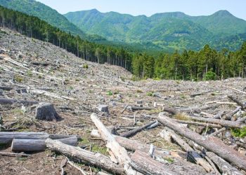 Alarm Ekologis dari Hutan Kita yang 11 Juta Hektare Hilang, Riau Tertinggi? Ada Risiko Ecosystem Collapse