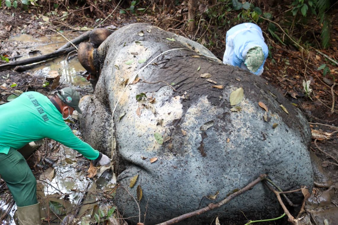 Hasil Investigasi Awal Kasus Kematian Gajah di Pelalawan, dr Hewan Ungkap Temukan Sisa Proyektil di Tengkorak