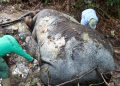 Hasil Investigasi Awal Kasus Kematian Gajah di Pelalawan, dr Hewan Ungkap Temukan Sisa Proyektil di Tengkorak