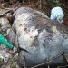 Hasil Investigasi Awal Kasus Kematian Gajah di Pelalawan, dr Hewan Ungkap Temukan Sisa Proyektil di Tengkorak