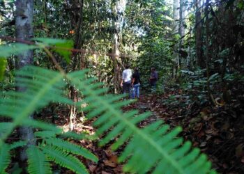 Inisiatif Green for Riau, Antara Ambisi Penurunan Emisi dan Tantangan Keadilan Iklim di Tingkat Tapak