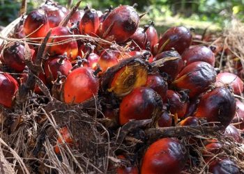 Harga CPO Turun Akibat Ringgit Menguat