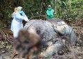 Perburuan Gading yang Kejam di Balik Kasus Kematian Gajah Liar di Pelalawan