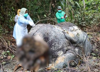 Perburuan Gading yang Kejam di Balik Kasus Kematian Gajah Liar di Pelalawan
