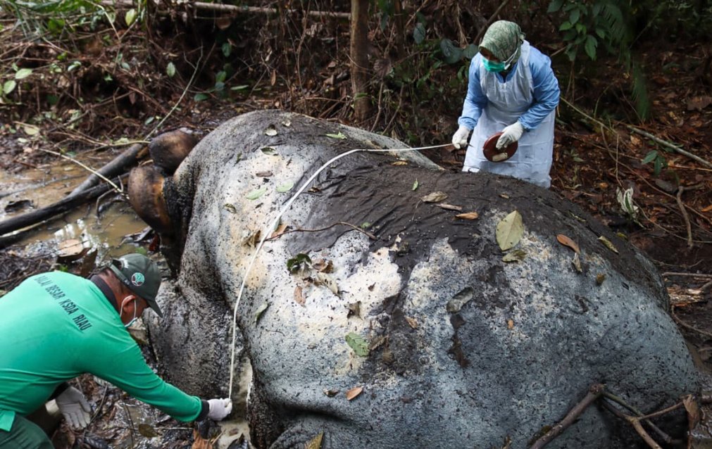 Perburuan Gading yang Kejam di Balik Kasus Kematian Gajah Liar di Pelalawan