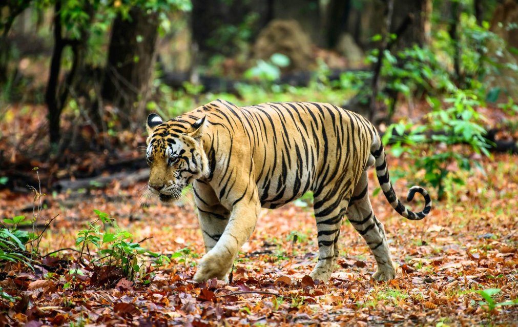 Alarm Ekologis dari Hutan Kita yang 11 Juta Hektare Hilang, Riau Tertinggi? Ada Risiko Ecosystem Collapse