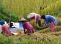 Tambah 18 Ribu Hektare Sawah, Riau Bidik Tekan Inflasi dan Stabilkan Harga Beras