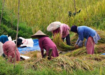 Tambah 18 Ribu Hektare Sawah, Riau Bidik Tekan Inflasi dan Stabilkan Harga Beras