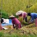 Tambah 18 Ribu Hektare Sawah, Riau Bidik Tekan Inflasi dan Stabilkan Harga Beras