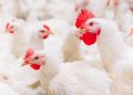 Pemerintah Impor 580 Ribu Indukan Ayam dari AS, Bagaimana Nasib Peternak?