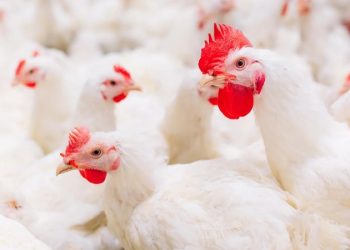 Pemerintah Impor 580 Ribu Indukan Ayam dari AS, Bagaimana Nasib Peternak?