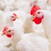 Pemerintah Impor 580 Ribu Indukan Ayam dari AS, Bagaimana Nasib Peternak?