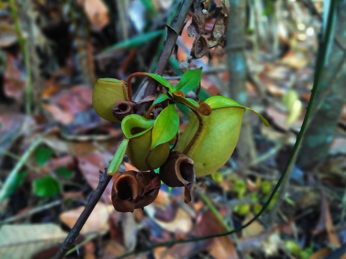 Berikut Ini Tantangan Utama Riau dalam Pengelolaan Hutan Berbasis Ekonomi Kerakyatan