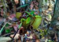 Berikut Ini Tantangan Utama Riau dalam Pengelolaan Hutan Berbasis Ekonomi Kerakyatan