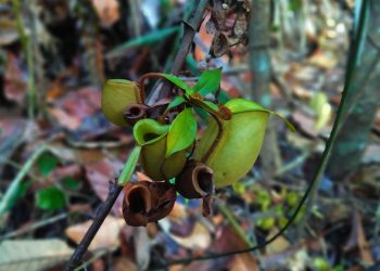 Berikut Ini Tantangan Utama Riau dalam Pengelolaan Hutan Berbasis Ekonomi Kerakyatan