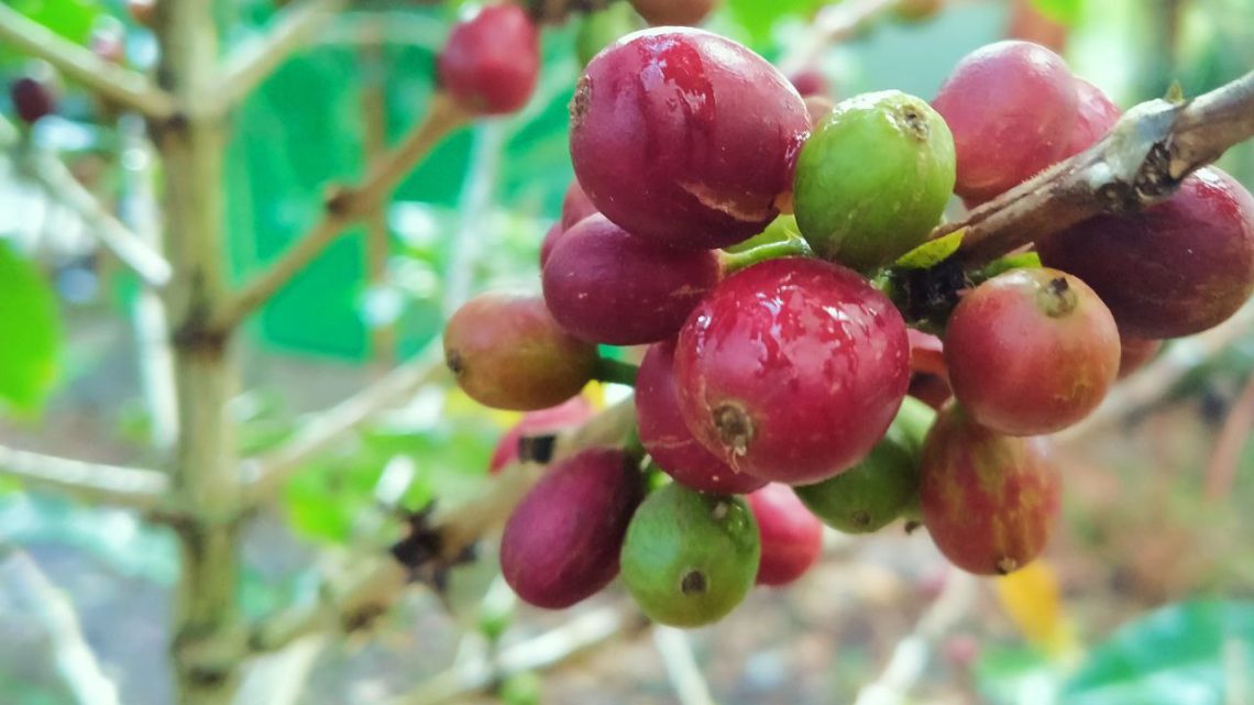 Produksi Kopi Riau 2025 Diprediksi Meningkat, Kepulauan Meranti Masih Jadi Primadona