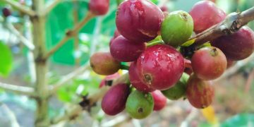 Produksi Kopi Riau 2025 Diprediksi Meningkat, Kepulauan Meranti Masih Jadi Primadona