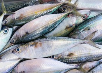 Produksi Pangan Non Perkebunan di Riau Ditopang Sektor Perikanan dan Peternakan