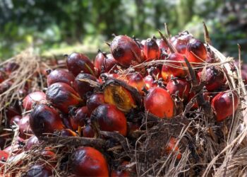 Ramalan Pergerakan Harga CPO Pekan Ini Cenderung Menguat