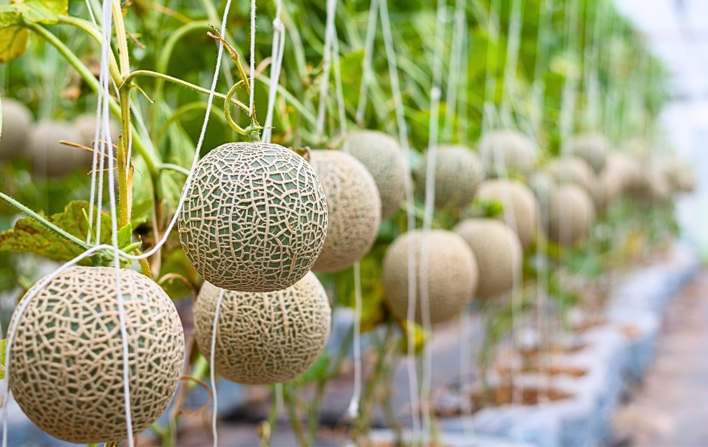 Greenhouse Tropis Berbasis IoT, Bagaimana Teknologi Menjawab Masalah Krisis Lahan?